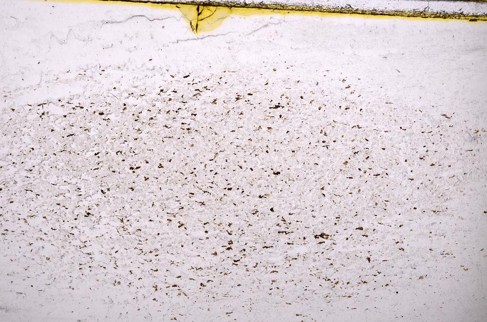 Plane Polarized, E37953/A