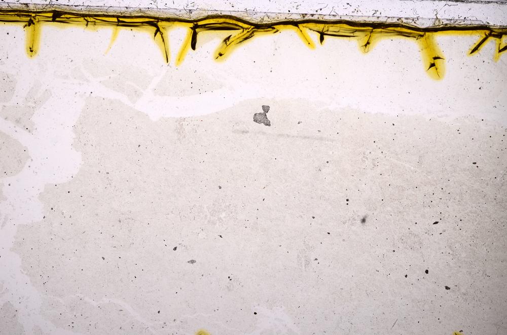 Plane Polarized, E38685