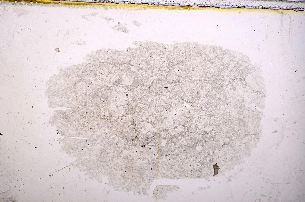 Plane Polarized, E38734