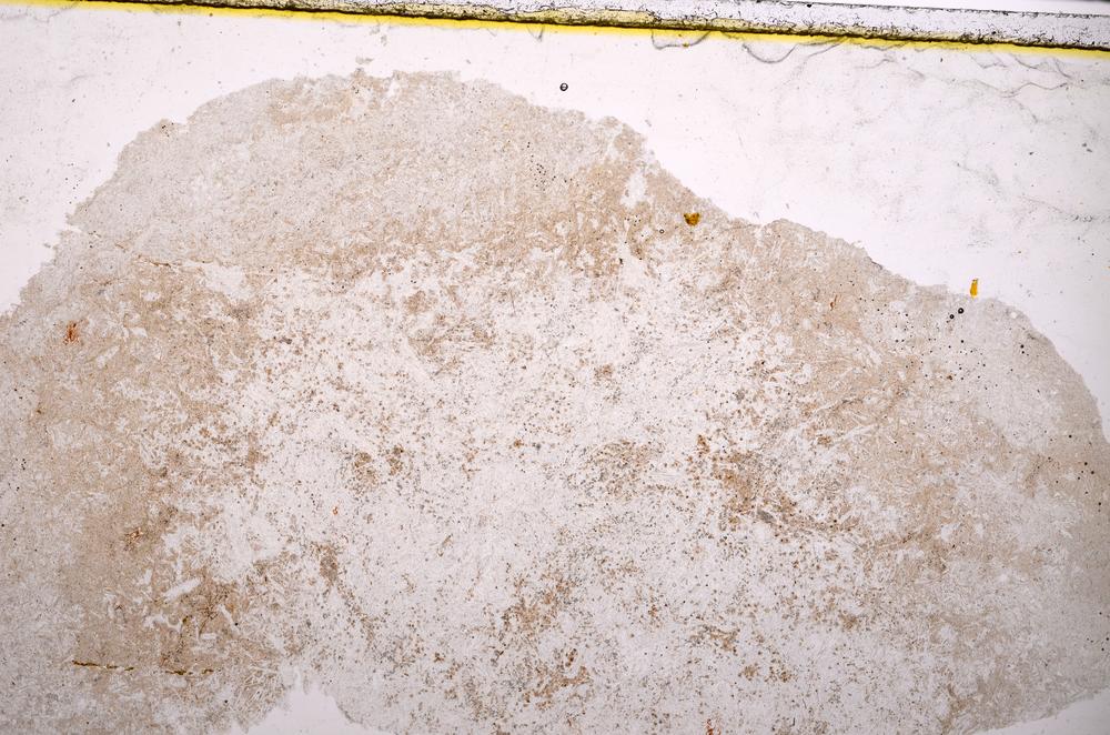 Plane Polarized, E39547/B