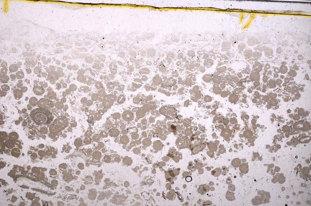 Plane Polarized, E40146/B