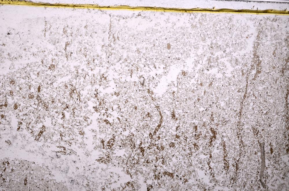 Plane Polarized, E40161/B