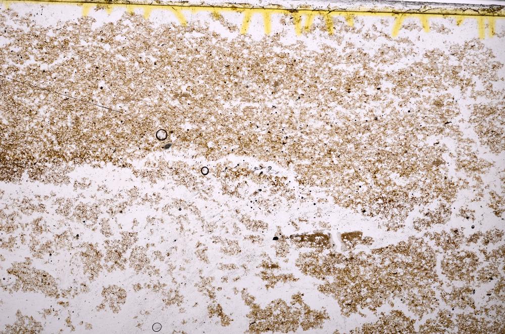 Plane Polarized, E40169/B