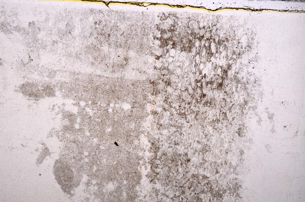 Plane Polarized, E40279