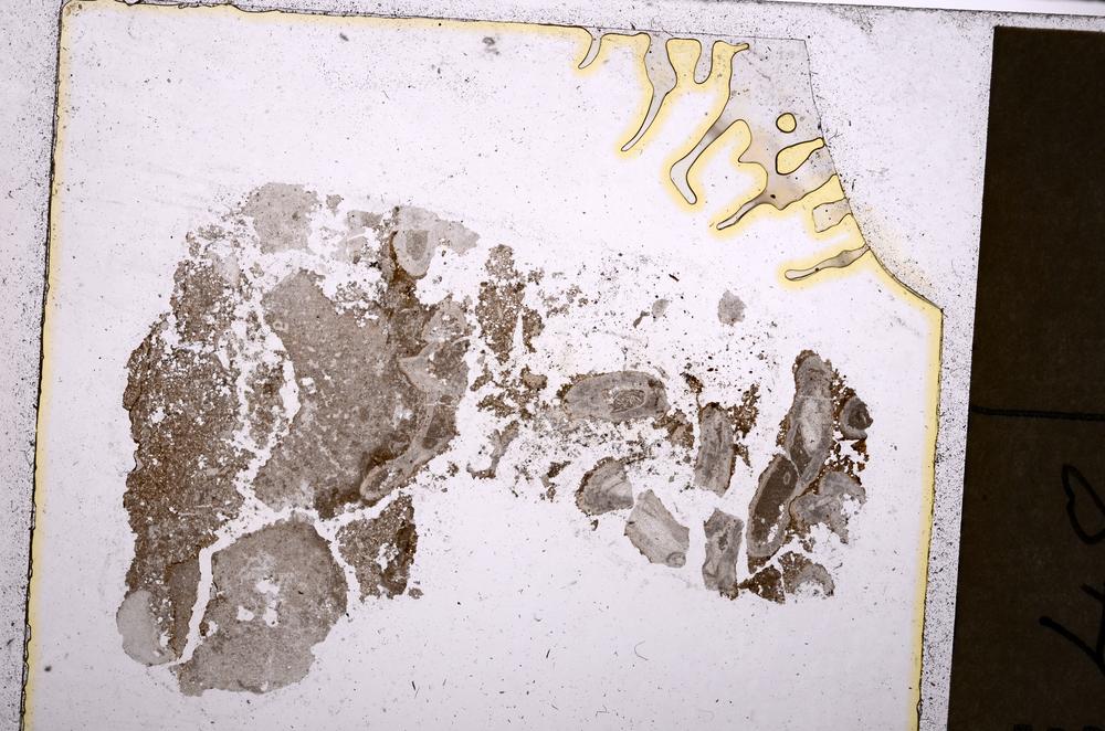 Plane Polarized, E40539