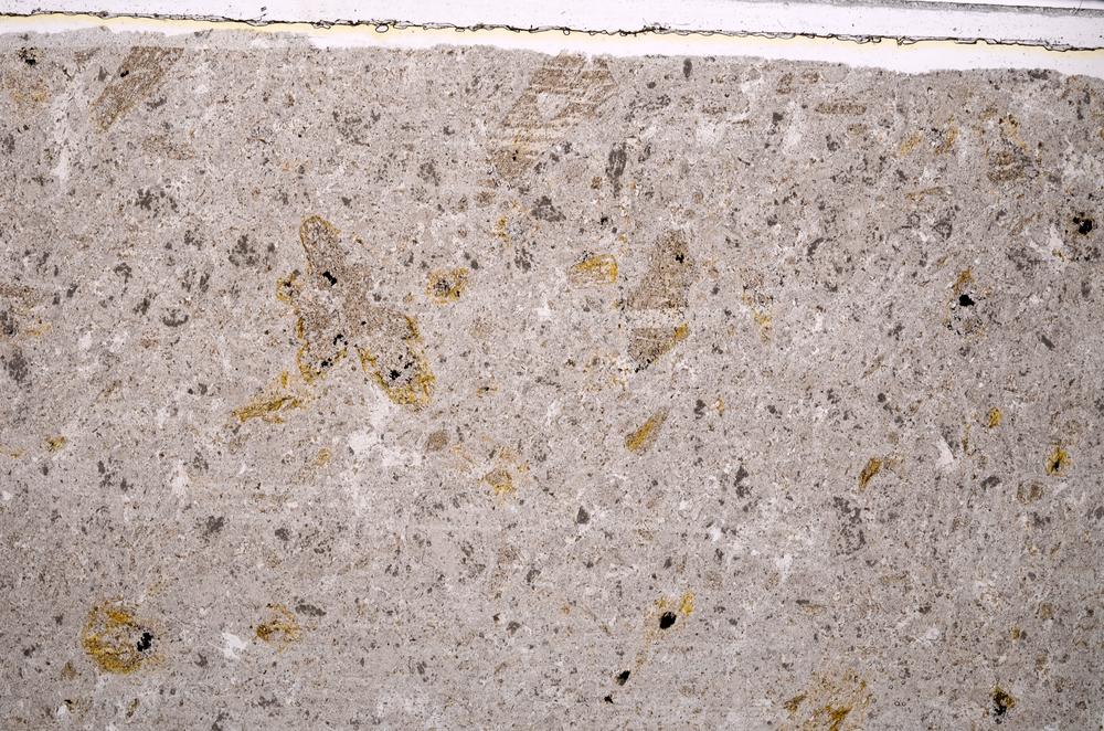 Plane Polarized, E40883