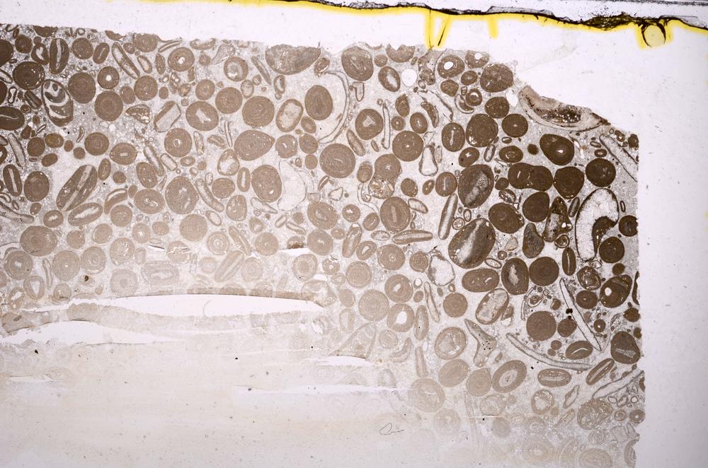 Plane Polarized, E41267