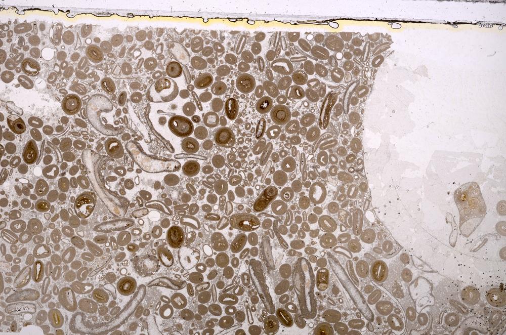 Plane Polarized, E41289