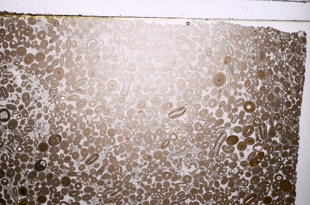 Plane Polarized, E41290