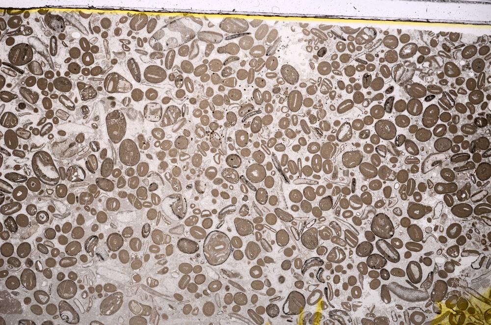 Plane Polarized, E41301