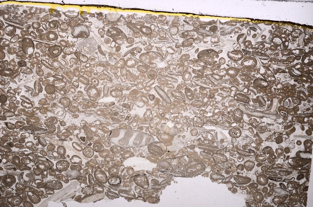 Plane Polarized, E41303