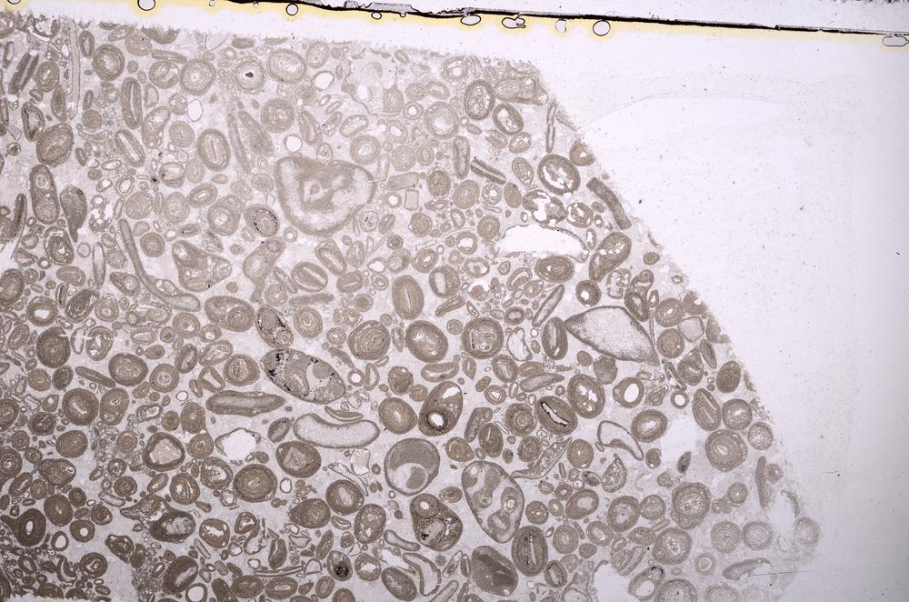 Plane Polarized, E41304