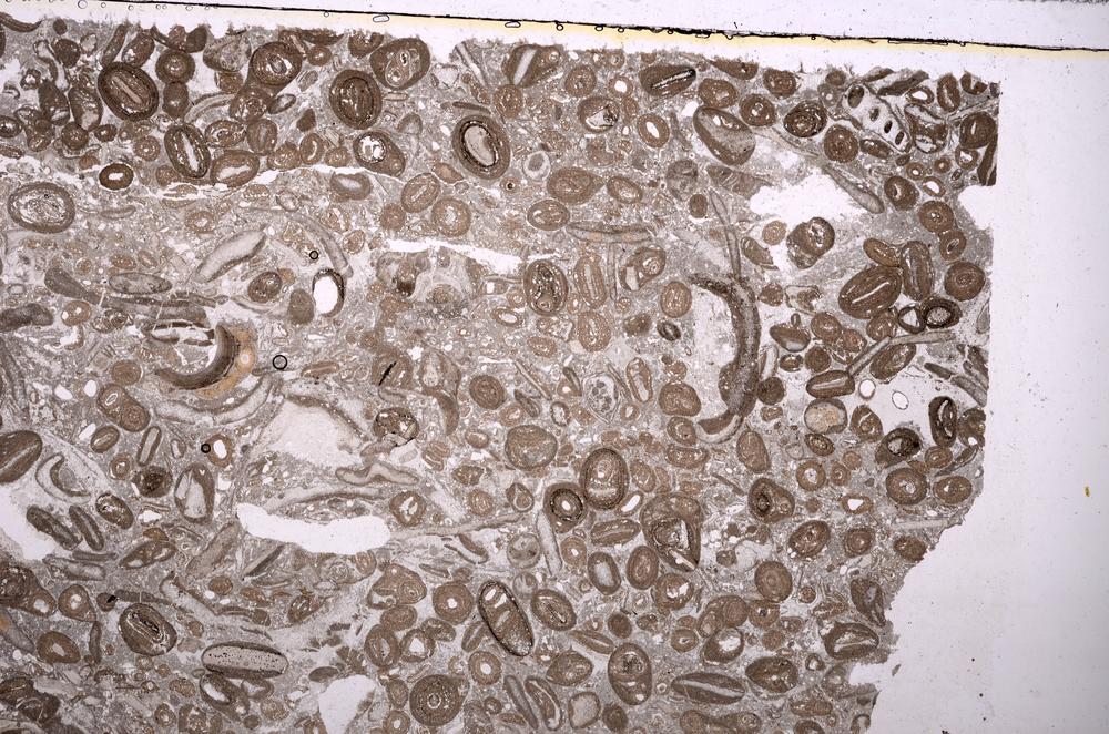 Plane Polarized, E41305