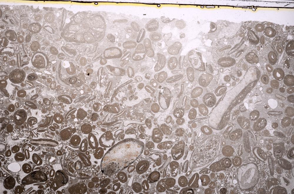 Plane Polarized, E41306