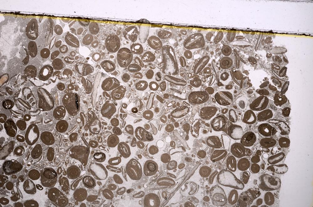 Plane Polarized, E41306/A