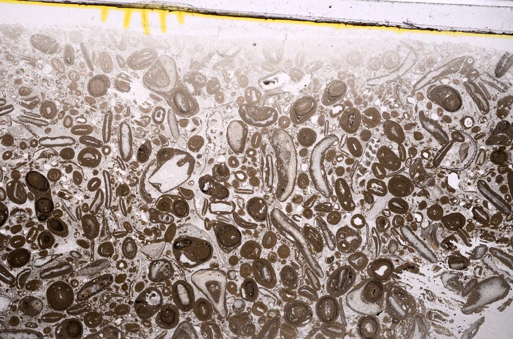 Plane Polarized, E41309