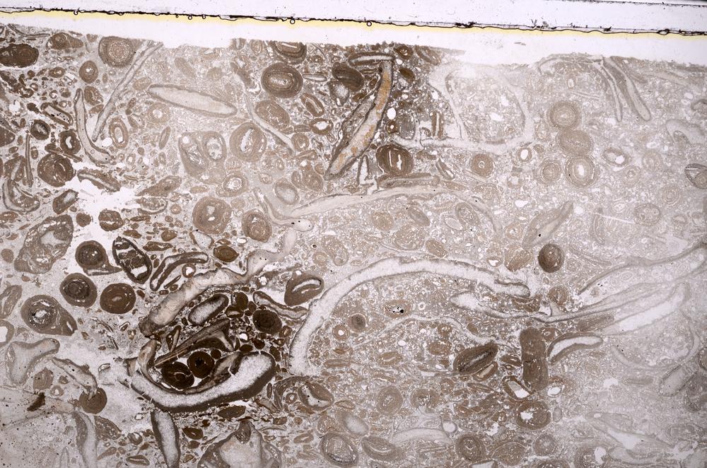 Plane Polarized, E41310