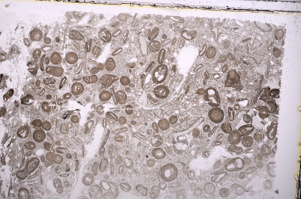 Plane Polarized, E41311