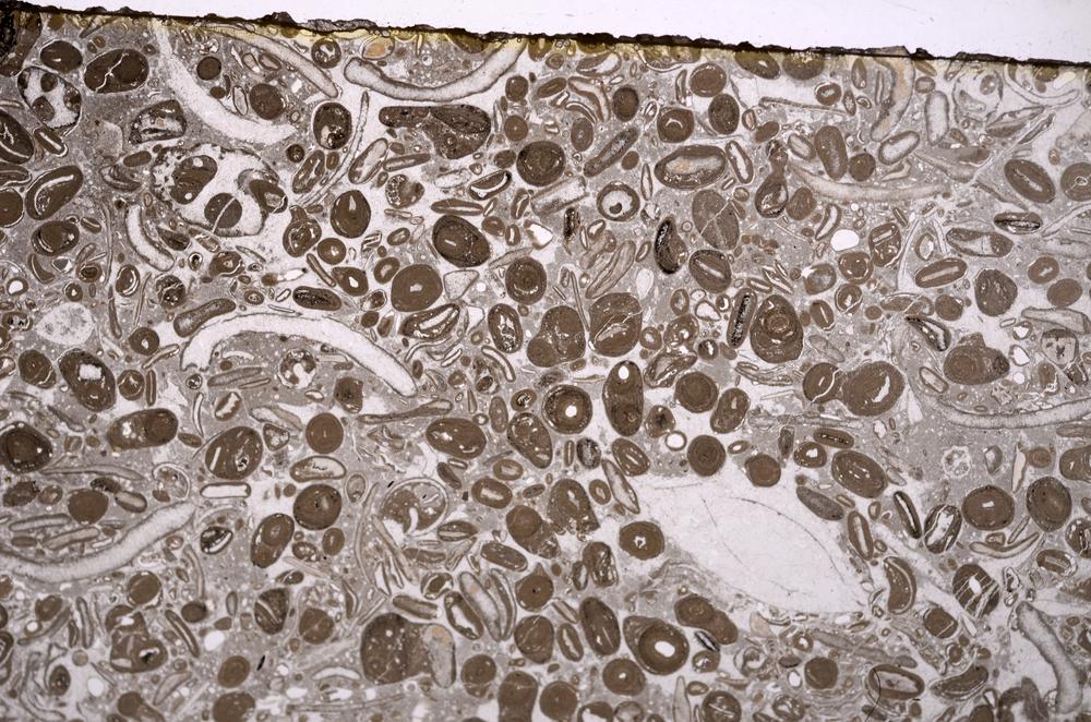 Plane Polarized, E41312