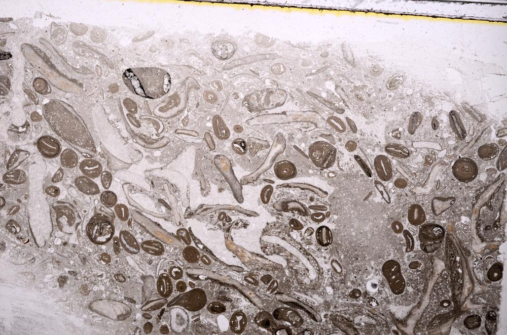 Plane Polarized, E41313