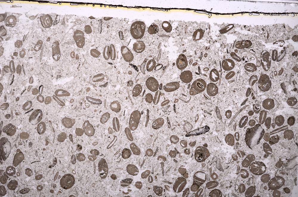 Plane Polarized, E41314