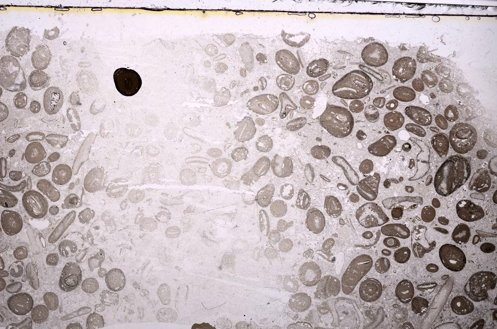 Plane Polarized, E41319