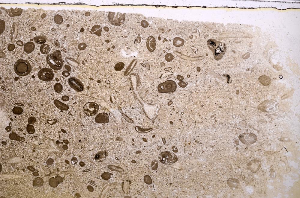 Plane Polarized, E41323