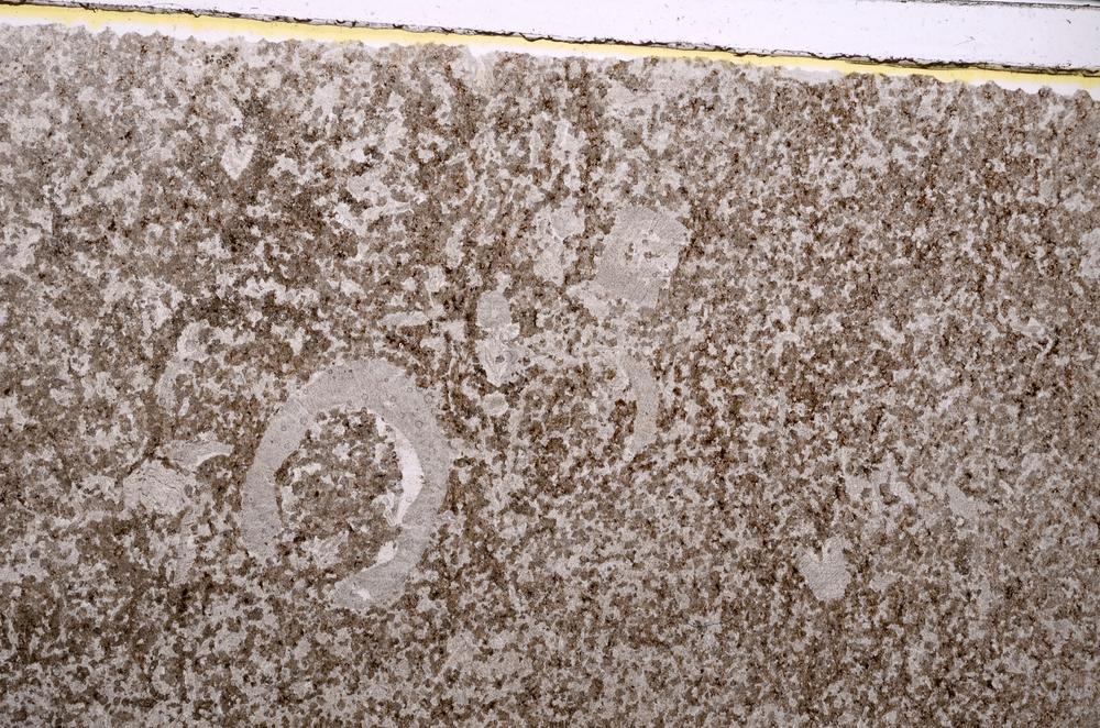 Plane Polarized, E41532