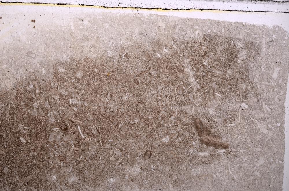 Plane Polarized, E41742