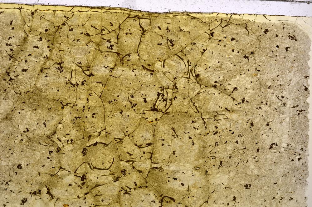 Plane Polarized, E41753/A