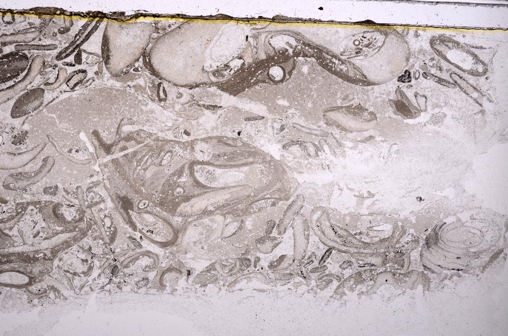 Plane Polarized, E41795/A