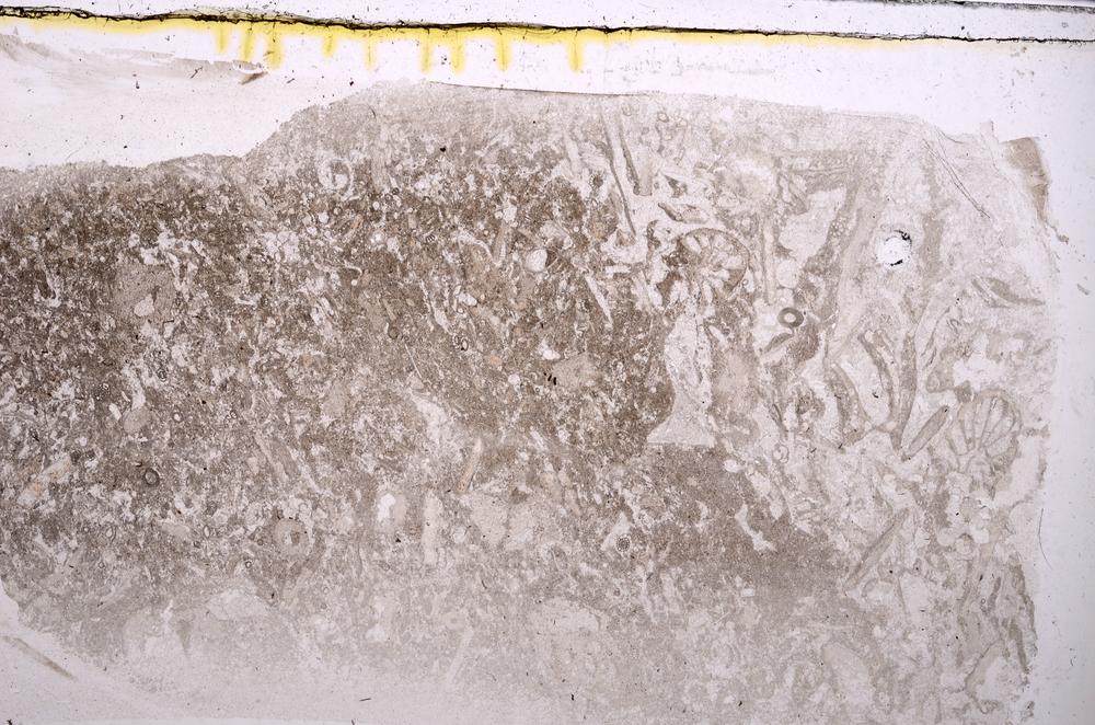 Plane Polarized, E42107
