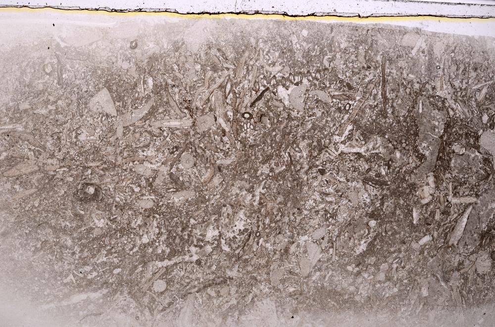 Plane Polarized, E42323