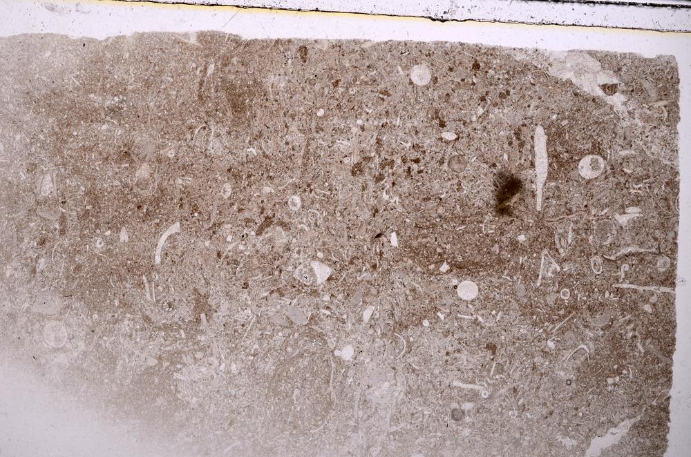 Plane Polarized, E42356