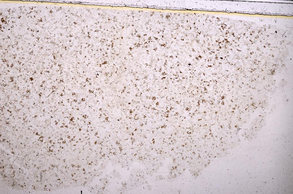 Plane Polarized, E42500