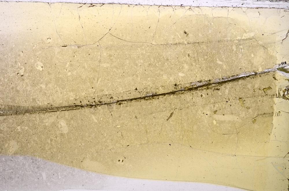 Plane Polarized, E42510