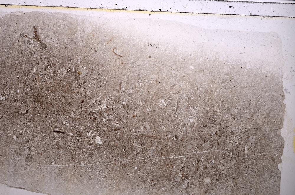 Plane Polarized, E42528