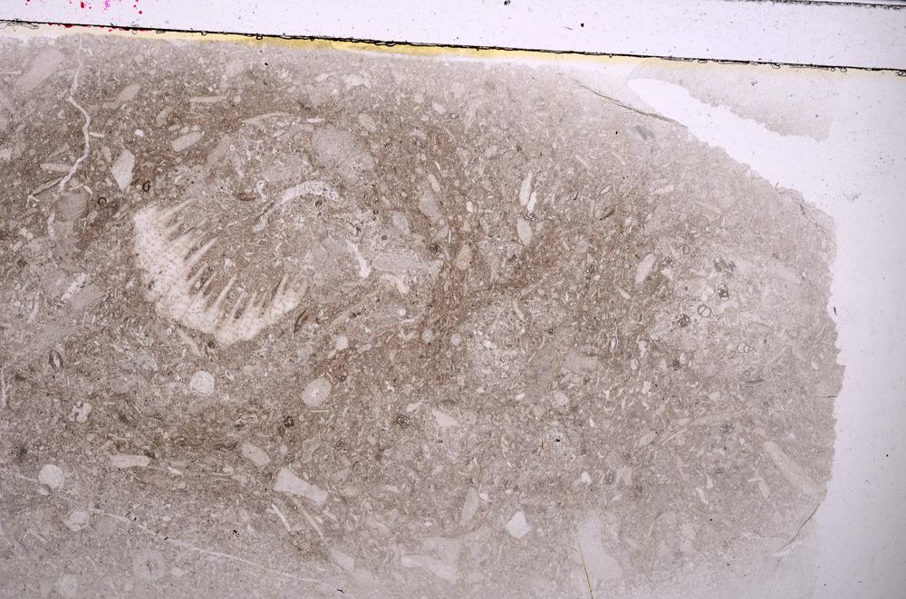 Plane Polarized, E42567