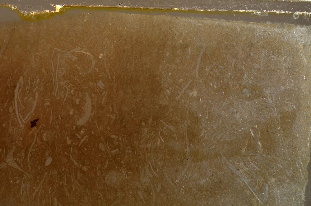 Plane Polarized, E42659