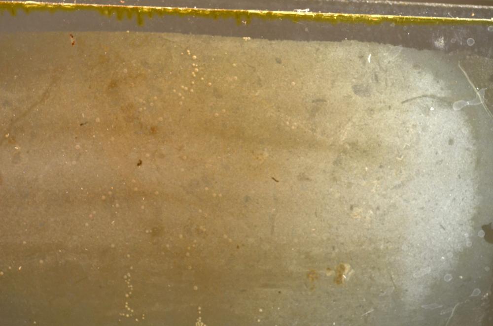 Plane Polarized, E42663