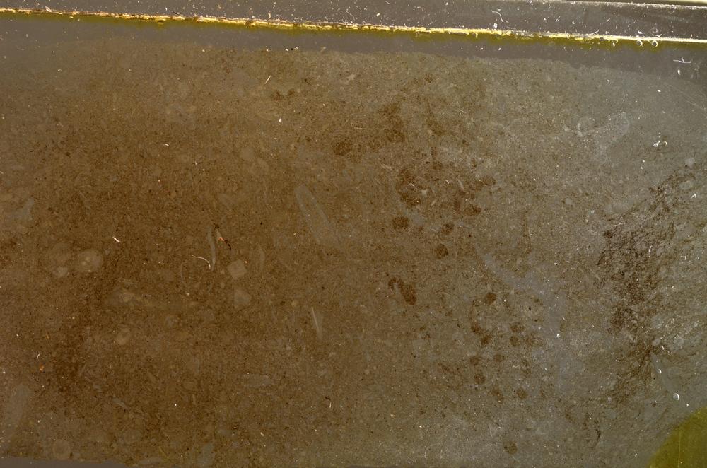 Plane Polarized, E42665
