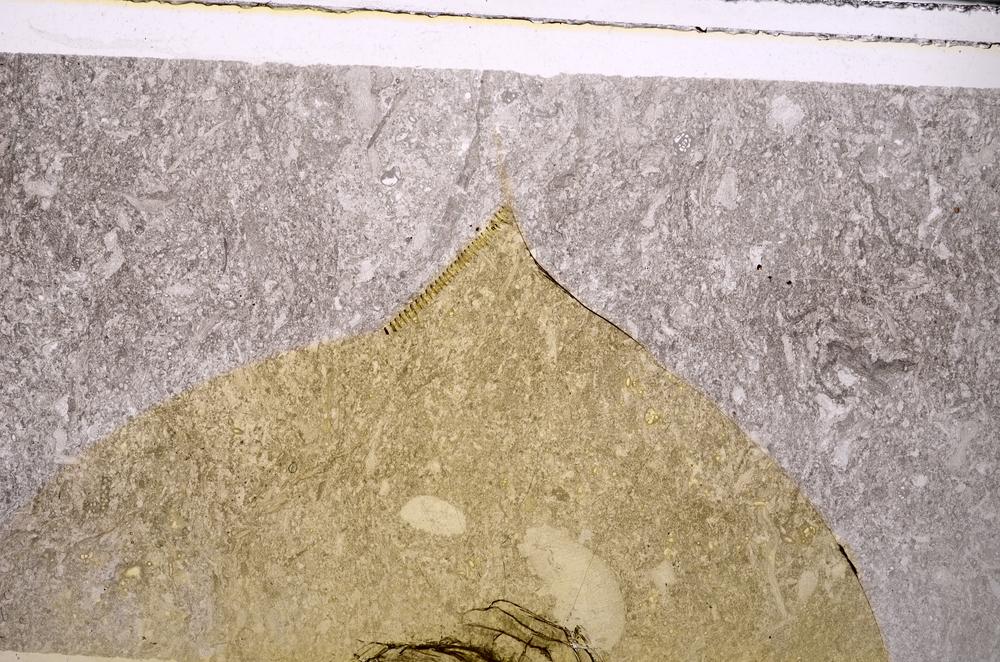 Plane Polarized, E44480