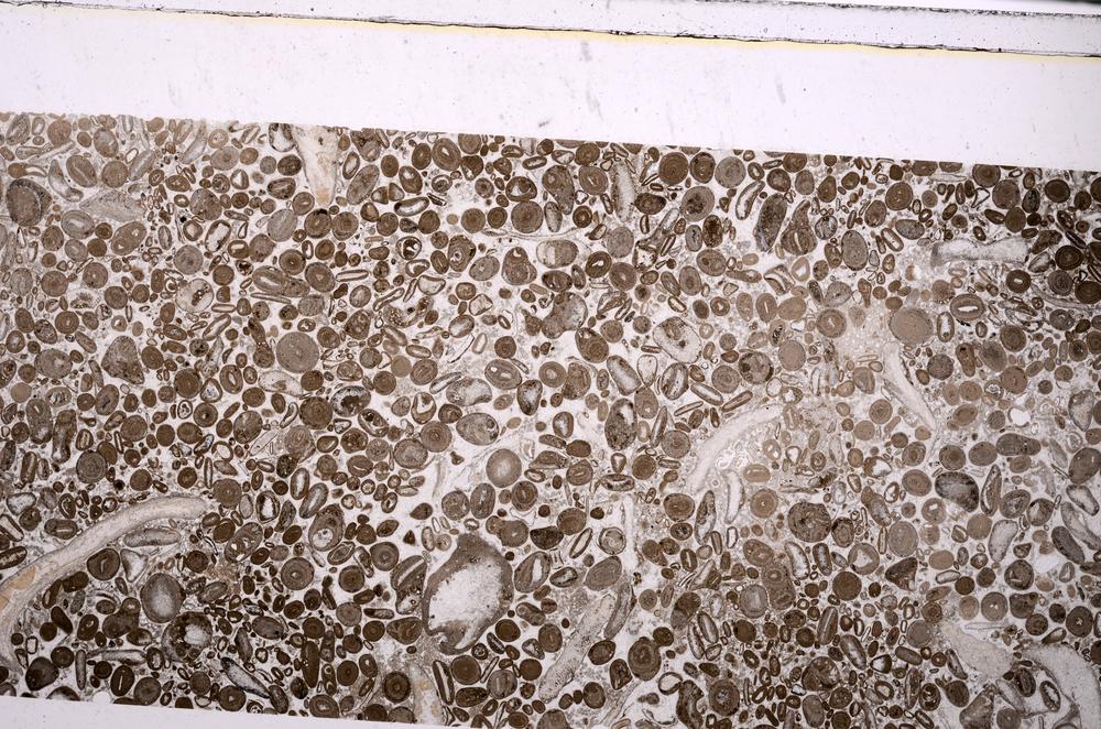 Plane Polarized, E45622