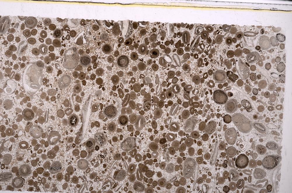 Plane Polarized, E45623