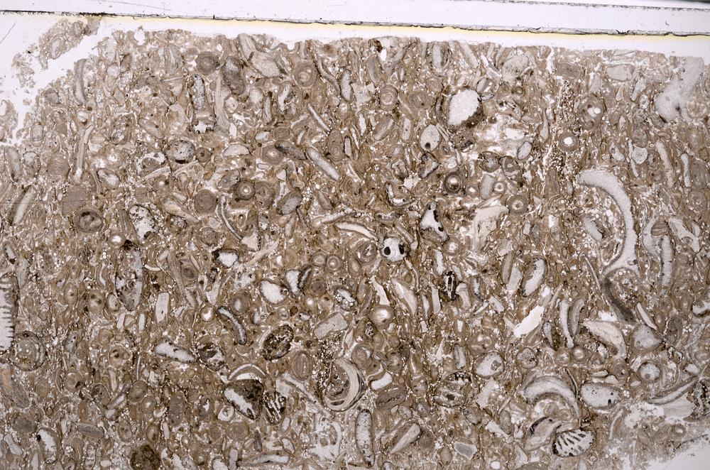 Plane Polarized, E46391