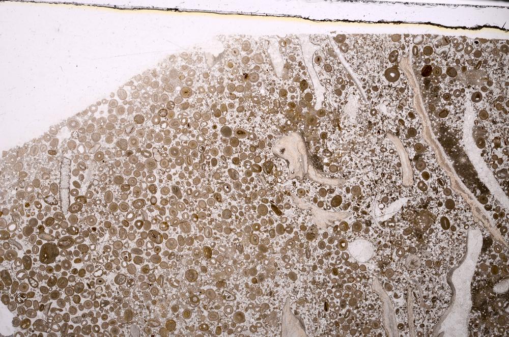 Plane Polarized, E46649