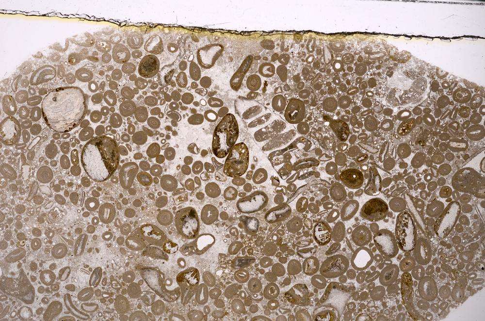 Plane Polarized, E46674