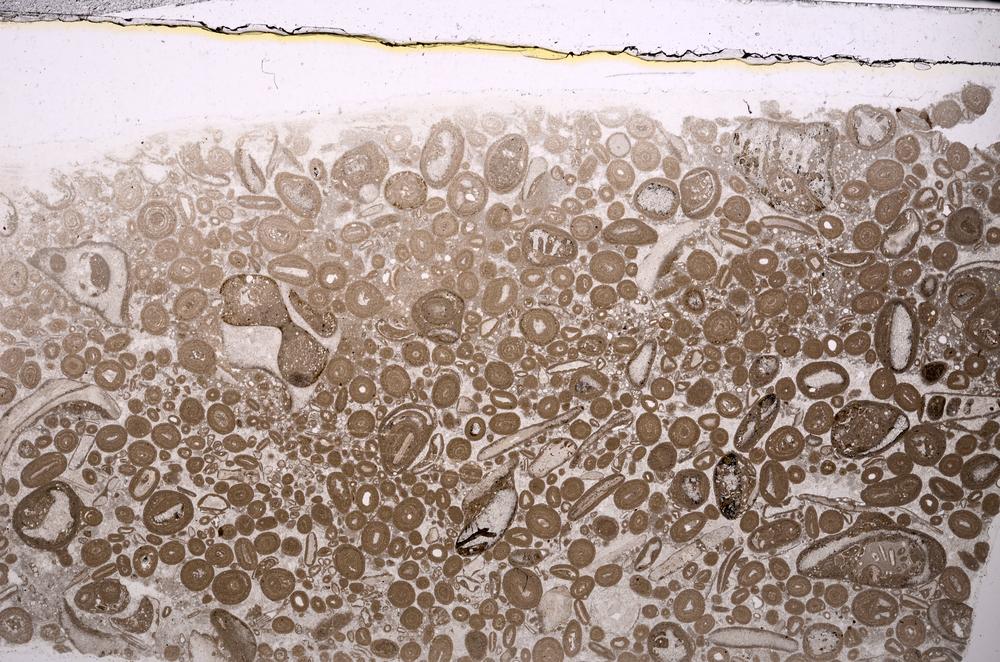 Plane Polarized, E46680