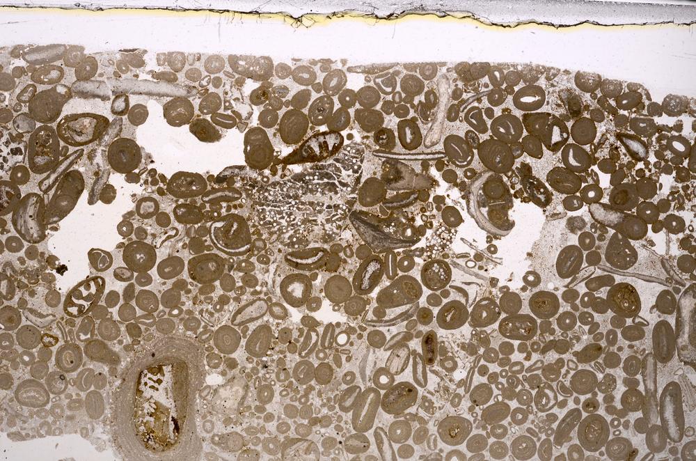 Plane Polarized, E46682