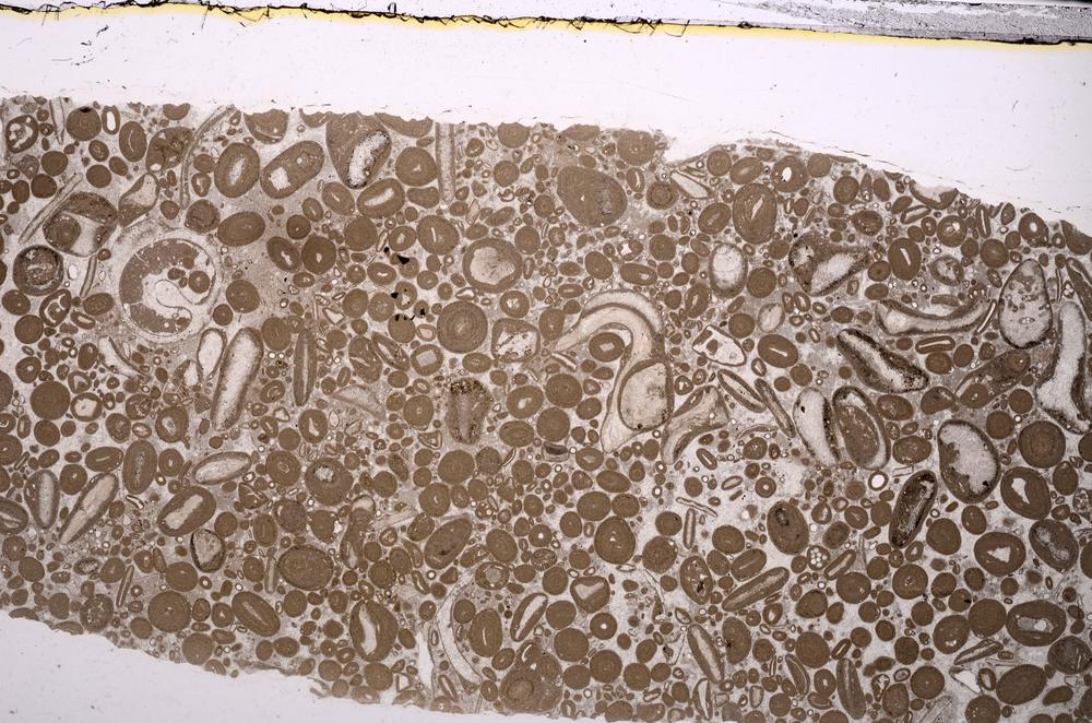 Plane Polarized, E46694